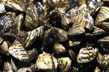 Miles de mejillones cebra invasores llegaron al Ebro en 2001: 25 años después, colapsan tuberías y estructuras en toda España