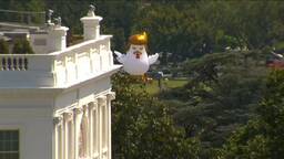 Pollo anti Trump 2