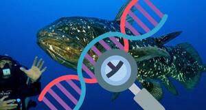 Artculo El celacanto: Los expertos creen que no es el fsil viviente que se pensaba