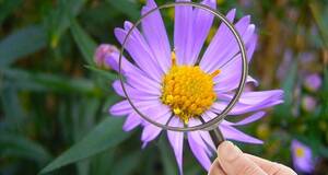 Artculo El extrao caso de la flor que recibe millones de visitas en la Wikipedia