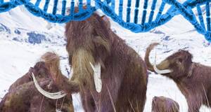 Artculo Encuentran restos de ADN en los dientes de un mamut