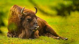 Espa�a apuesta por los bisontes europeos: 12 animales, 3000 km, 2500 acres y un arriesgado plan para frenar la desertificaci�n