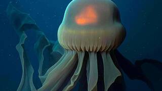 El oc�ano oculta una criatura gigante: extremidades de m�s de 10 metros y desaf�a lo que sabemos de la vida marina