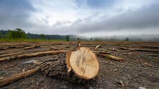 Europa tala millones de �rboles e inunda campos agr�colas para revivir los humedales de 14.000 a�os y bloquear emisiones de CO2