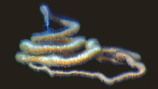 Robots hallan a 6000 metros bajo el mar una criatura gelatinosa de 15 metros que reabre el debate sobre el tama�o de la vida