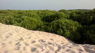 China transforma el desierto en bosque: con esteras biol�gicas, riego m�nimo y especies resistentes recuperan 6000 km�