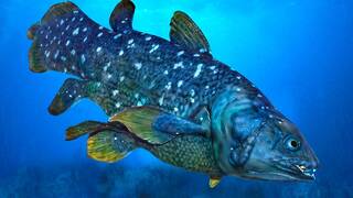 Es oficial: un equipo de buzos franceses captan a un celacanto vivo a 145 metros, un hallazgo hist�rico en su h�bitat natural