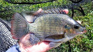 África exporta un pez para terraformar lagos y provoca desastres naturales embalses: hasta 13.000 millones de euros en pérdidas