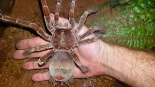 La colosal araña Goliat domina el Amazonas: un letal 'superdepredador' con patas de 30 centímetros y gigantescos colmillos