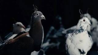 Crece la preocupación en Europa: Rusia transforma palomas en 'drones vivientes' con chips cerebrales para la vigilancia urbana