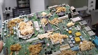 Adi�s a la memoria RAM: Cient�ficos convierten un hongo com�n y comestible  en componentes de hardware con 'memoria'