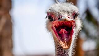 Mide 3 metros, solo queda un 1% y lucha contra su extinci�n: el ave m�s grande del mundo invade el desierto con nidos y huevos