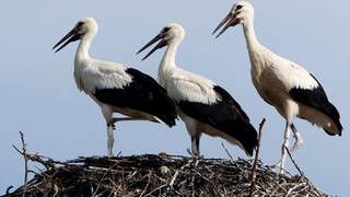 Alarma y preocupacin en Madrid: aparecen ms de 400 cigeas muertas y crece el temor por un brote masivo de gripe aviar