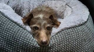 Parece de Disney: un perro se perdi� en 2021 en EE.UU y 5 a�os despu�s aparece a m�s de 3700 kil�metros de su casa