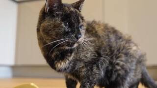 Flossie cumple 30 años y se convierte en la gata más longeva viva y se acerca al récord histórico según el Guinness