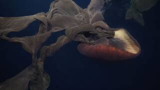 Cient�ficos argentinos encuentran en el Atl�ntico un monstruo de 11 metros a solo 83 metros de profundidad: 'Una medusa inusual'