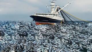 Crece la preocupaci�n entre los cient�ficos por lo que sucede en el oc�ano: 'Ni siquiera �sorprendidos� describe lo que vemos'