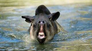 Cient�ficos brasile�os captan un mam�fero 'fantasma' extinto desde hace m�s de 100 a�os: 'Pesa 320 kilos y tiene una cr�a'