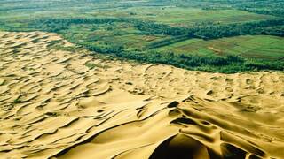 China fracasa en el desierto de Gobi: millones de �rboles absorben todo el agua y la 'Gran Muralla Verde' destruye el ecosistema