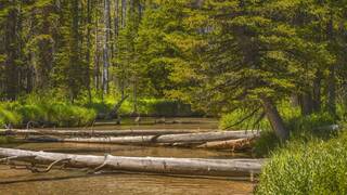 EEUU arroja m�s de 6000 troncos desde helic�pteros por todo el pa�s: un despliegue a�reo hist�rico para lograr un objetivo vital