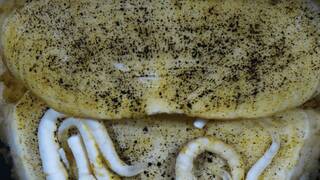 Cient�ficos alemanes at�nitos por una extra�a criatura que vive a 5.500 metros de profundidad: tiene la lengua de hierro