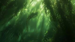 El bosque zombi oculto durante 60 años en el fondo del océano: árboles intactos y microbios que pueden cambiar la medicina