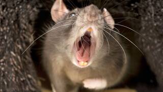 Espa�a teme a la plaga de superratas: ya han invadido 12 comunidades y son resistentes a los raticidas cl�sicos