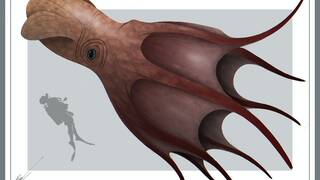 Cient�ficos at�nitos encuentran un pulpo gigante de 18 metros de largo que domin� los mares hace m�s de 70 millones de a�os