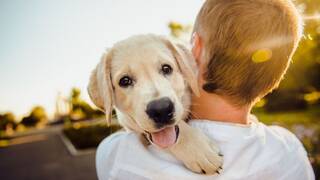 Ya ha entrado en vigor: la Ley de Bienestar Animal obliga a registrar a tu mascota y no hacerlo acarrea 10.000 euros en multas