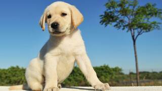 Es oficial: la Uni�n Europea cambia las normas con las mascotas y exige un nuevo documento a partir de abril