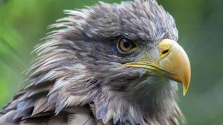 Reino Unido confirma la llegada de un colosal depredador a�reo: 2,45 metros de envergadura, garras curvadas y visi�n perfecta