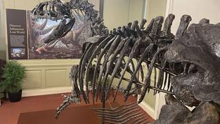 Es oficial: Reino Unido encuentra el 75% de un colosal dinosaurio de 6 metros que pertenece a una especie desconocida