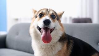 Los veterinarios coinciden: si los perros muestran demasiada alegría al ver a sus dueños, pueden estar bajo estrés y ansiedad
