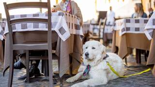 Ya es oficial: la Ley de Bienestar Animal prohíbe a los bares y restaurantes rechazar nuestra mascota sin un cartel visible