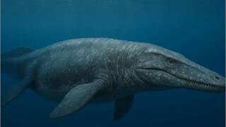 Marruecos desaf�a las normas: desentierra a un superdeprador marino de 66 millones de a�os que cambia el equilibrio natural