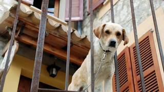 Ya ha entrado en vigor: Ley de Bienestar Animal prohíbe de forma clara y dura tener a perros en terrazas o balcones