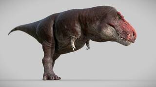 Los expertos coinciden: hemos vivido una mentira con el Tiranosaurio rex y la ciencia confirma que 'era un animal distinto'