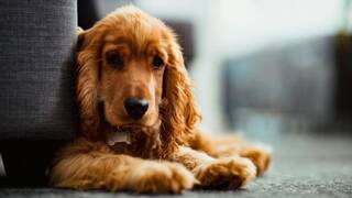 Ya entró en vigor: la Ley de Bienestar Animal obliga a los propietarios de perros a contratar un seguro de responsabilidad civil