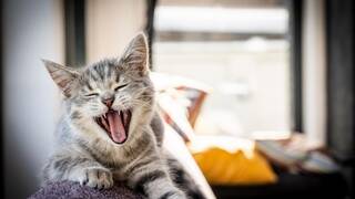 Los veterinarios coinciden: los gatos m�s cari�osos tambi�n son los que m�s atenci�n reclaman cada d�a