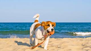 Oficial: Espa�a tiene 15 millones de mascotas, supera al n�mero total de ni�os y confirma la apertura de m�s playas a los perros