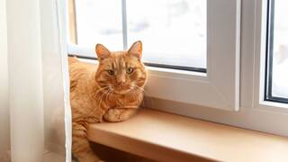 Los veterinarios coinciden: quienes tienen un gato deberían tener redes en balcones, terrazas y ventanas