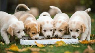 Ya es oficial: la Ley de Bienestar Animal prohíbe a los dueños y particulares que sus mascotas tengan crías