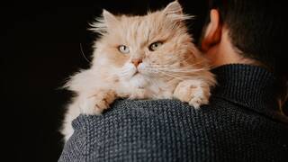 Los veterinarios coinciden: hablar a los gatos como a un bebé es la mejor forma de comunicarse