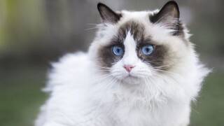 Carlos Guti�rrez, veterinario: 'La mayor�a de los problemas de comportamiento en los gatos tienen su origen en el entorno'