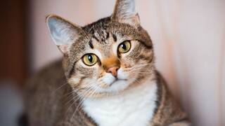 Carlos Gutiérrez, veterinario: 'La mejor diversión para un gato está en una caja de cartón, reduce su estrés y aporta seguridad'