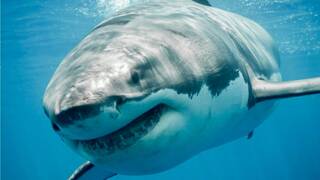 Avistan de nuevo a 'Contender': el enorme depredador del Atlántico, tras meses desaparecido en el Atlántico
