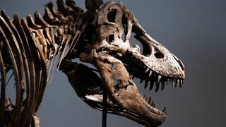 Ya es oficial: venden el esqueleto de un T.rex de 67 millones de años por más de 43 millones de euros en una venta histórica