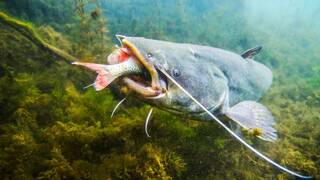 Un pescador alem�n trajo miles de cr�as de siluro en el Ebro en 1974: 50 a�os despu�s, es la mayor amenaza de los r�os espa�oles
