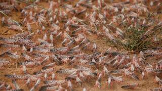 Marruecos cambia de estrategia: drones y biopesticidas para frenar la plaga que devora 80 toneladas de cultivos al día