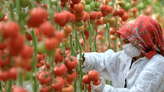 Marruecos cambia de estrategia: actualiza 555.000 hect�reas de regad�o para producir m�s alimentos con menos agua